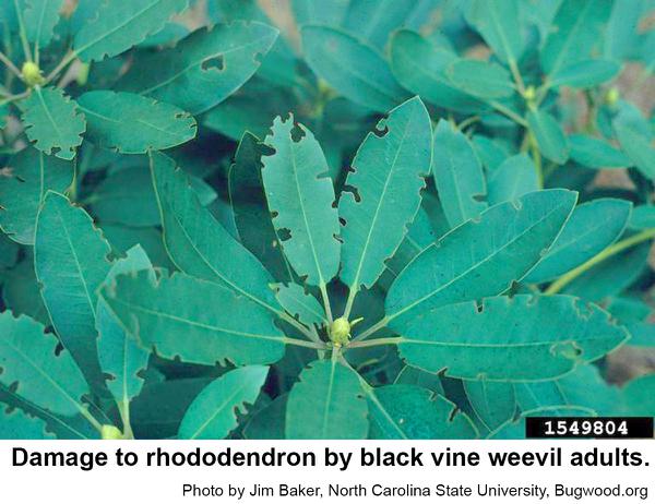 black vine weevil damage